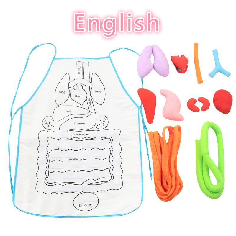 Anatomy Apron - 5econds.co