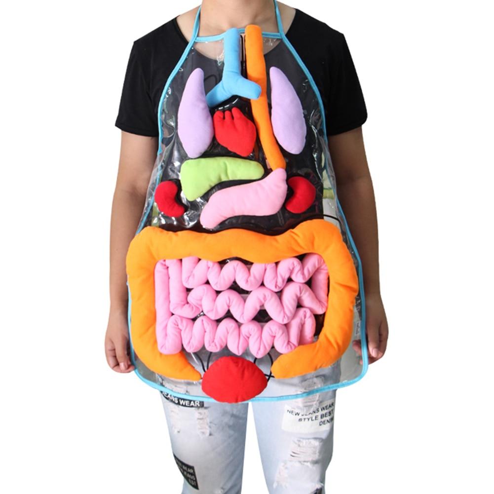 Anatomy Apron - 5econds.co